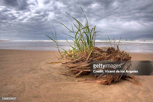 on beach - marram grass stock pictures, royalty-free photos & images