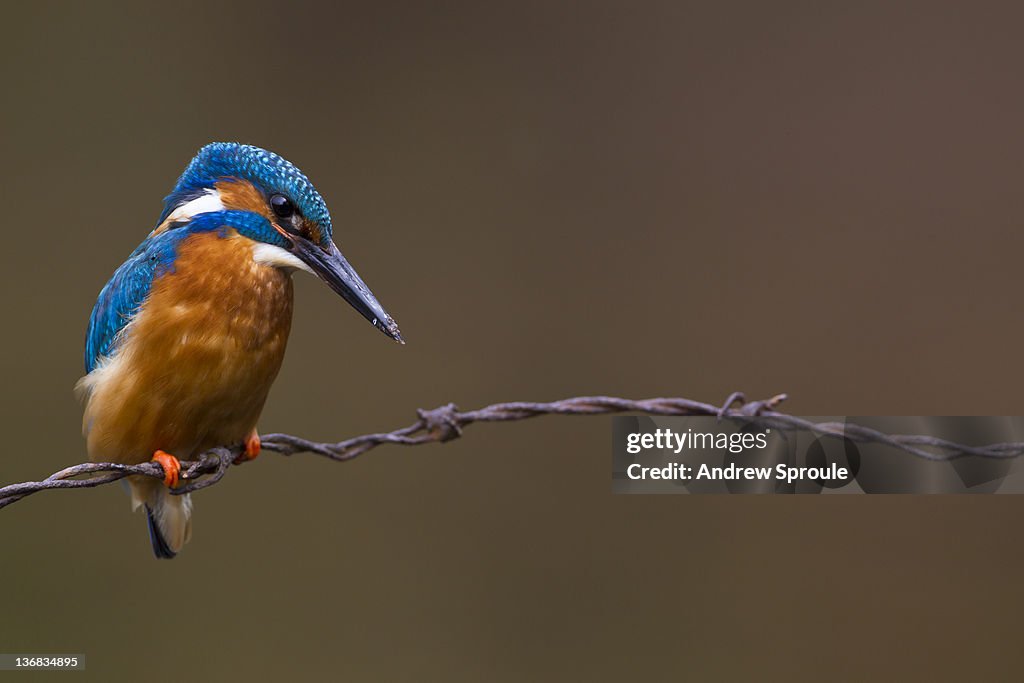 Kingfisher