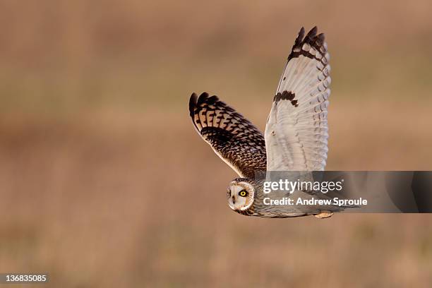 short-eared owl - owl photos et images de collection