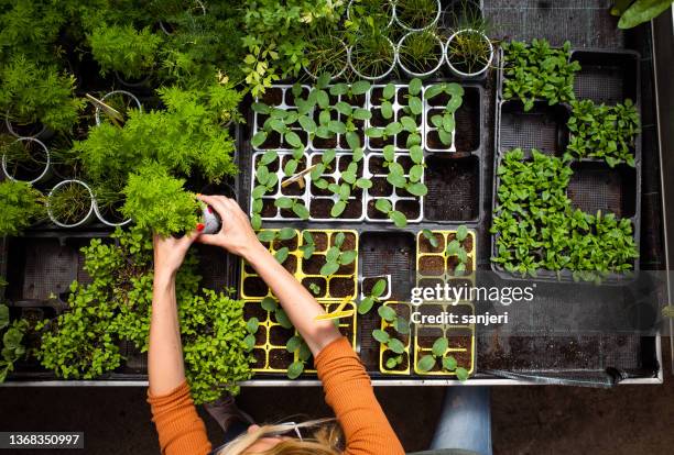 garden center worker arranging plants - plant nursery stock pictures, royalty-free photos & images