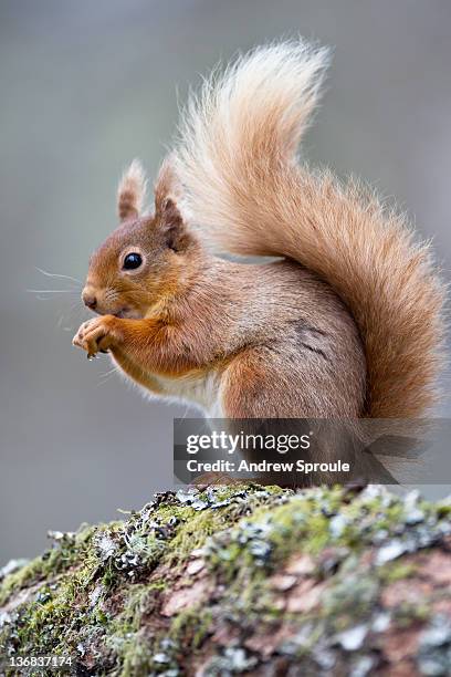 female red squirrel (sciurus vulgaris) - squirrel imagens e fotografias de stock