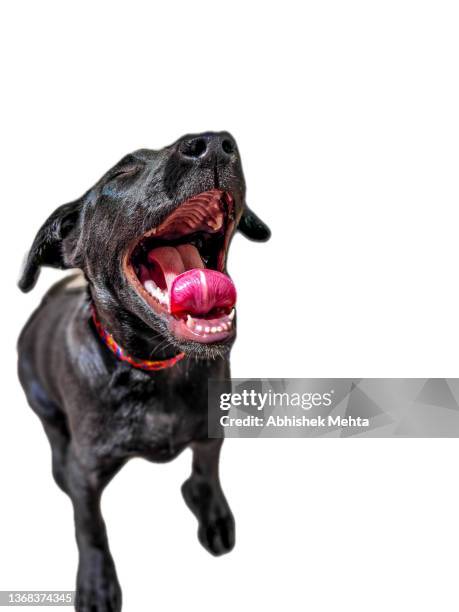 laughing dog - labrador retriever isolated stock pictures, royalty-free photos & images