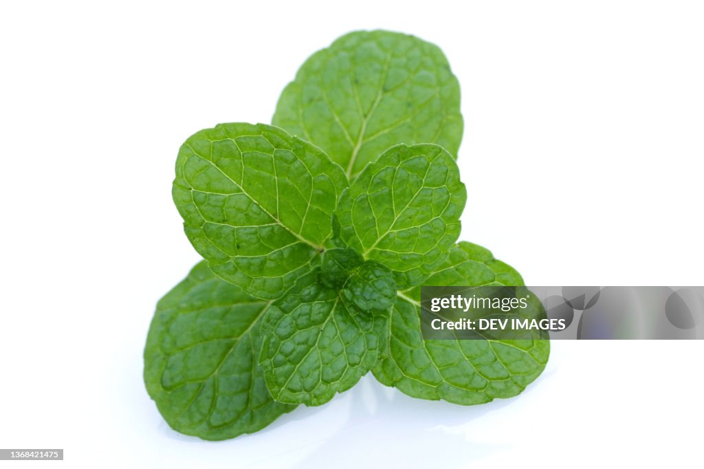 Close up of mint leaves