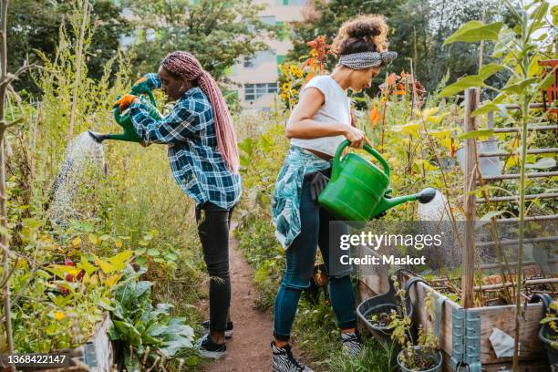 female environmentalists watering plants while standing in urban farm - jardín urbano fotografías e imágenes de stock