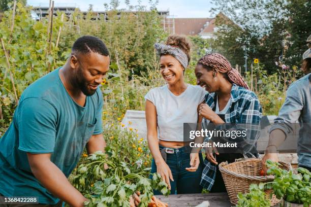 female farmers laughing while selling vegetables with volunteers at market - vrijwilliger bedrijf stockfoto's en -beelden