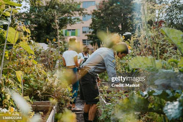 female and male environmentalists harvesting vegetables at urban farm - jardín de la comunidad fotografías e imágenes de stock