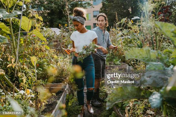 male and female volunteers picking vegetables in community garden - jardín urbano fotografías e imágenes de stock