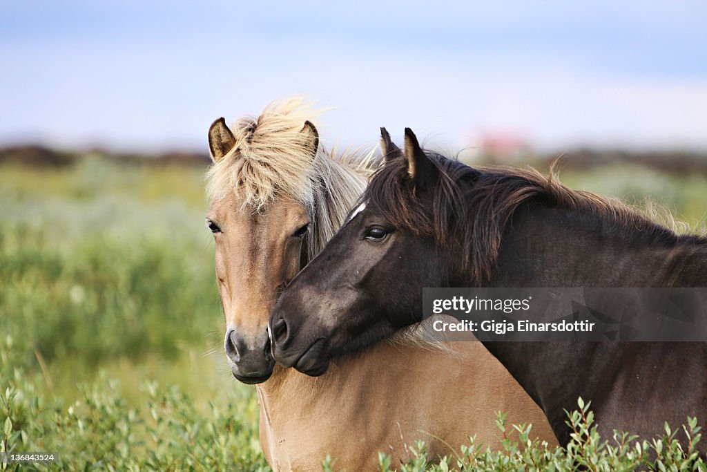 Icelandic Horse