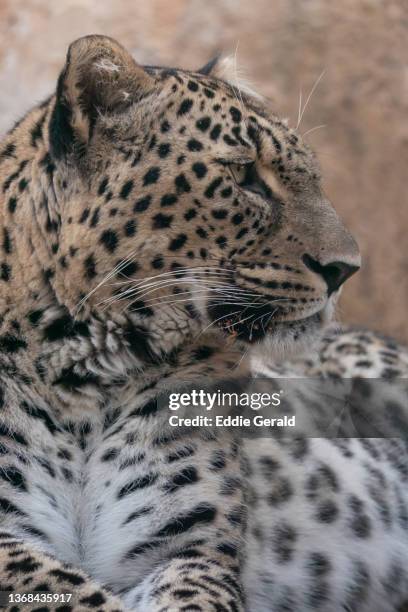 close-up of a persian leopard - iranian leopard stock pictures, royalty-free photos & images