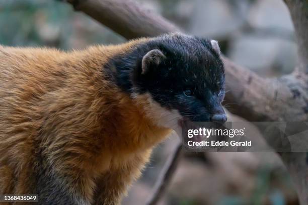 a yellow-throated marten - marten stock pictures, royalty-free photos & images
