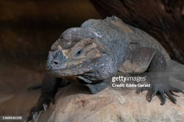 close-up of a rhinoceros iguana - hispaniola leguan stock-fotos und bilder