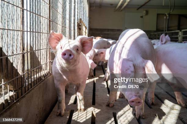 schweine im sonnenlicht - schweinefleisch stock-fotos und bilder