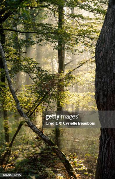 autumn light in the forest - chambord photos et images de collection