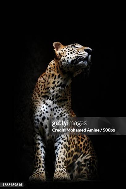 close-up of leopard against black background - léopard photos et images de collection