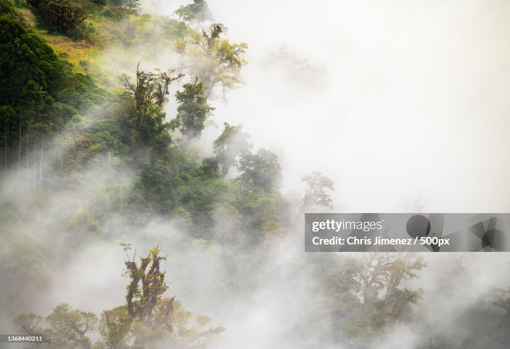 The mystical Cloud Forest,Trees in forest against sky,Costa Rica