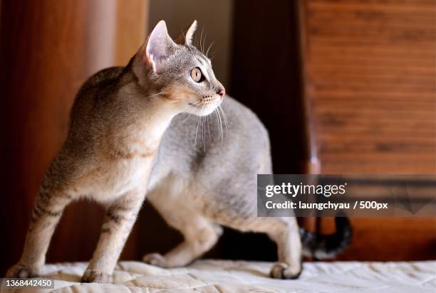 close-up of cat sitting on bed at home - abyssinian cat stock pictures, royalty-free photos & images