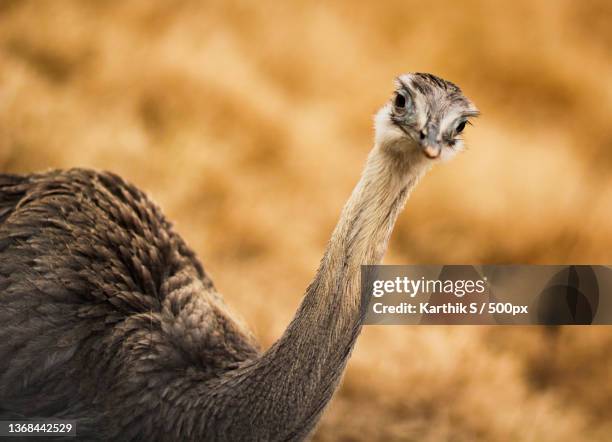 peeking ostrich,close-up of common rhea,san antonio,texas,united states,usa - ema imagens e fotografias de stock