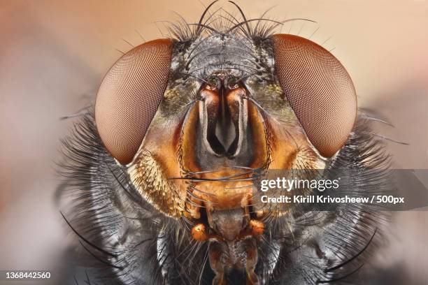 fly portrait,close-up of insect,russia - facettenauge stock-fotos und bilder