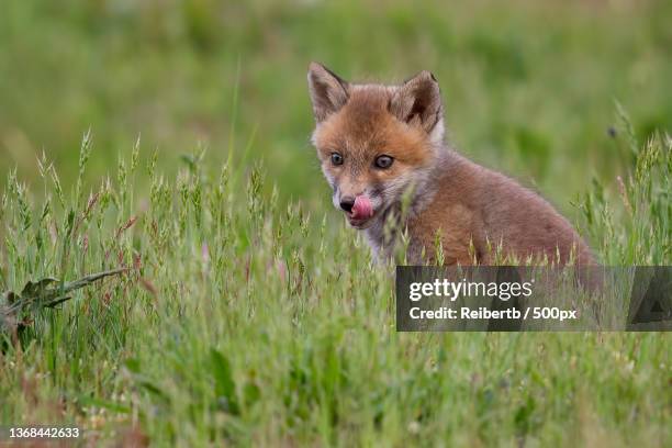 portrait of red fox on grassy field,germany - fox pup stock pictures, royalty-free photos & images