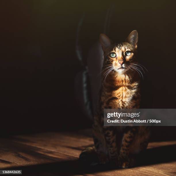 bengal in shadow,portrait of cat sitting on floor at home - bengal cat stock pictures, royalty-free photos & images