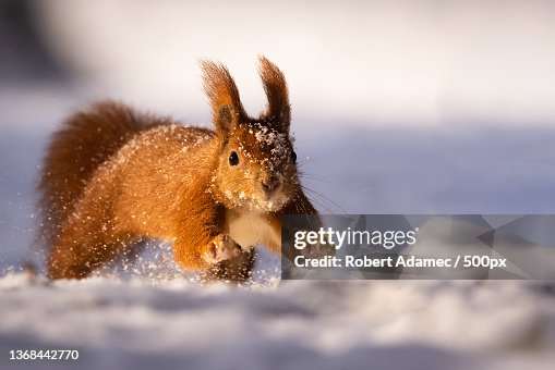 73,126 Animals In Snow Photos and Premium High Res Pictures - Getty Images 73,126 Animals In Snow Photos and Premium High Res Pictures - Getty Images