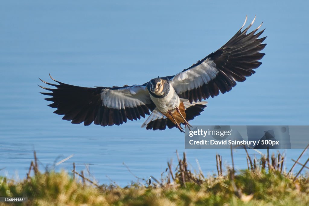 Lapwing,Close-up of eagle flying over lake,Trimley St Mary,Felixstowe,United Kingdom,UK