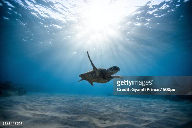 sea turtle,woman swimming in sea - turtle stock pictures, royalty-free photos & images