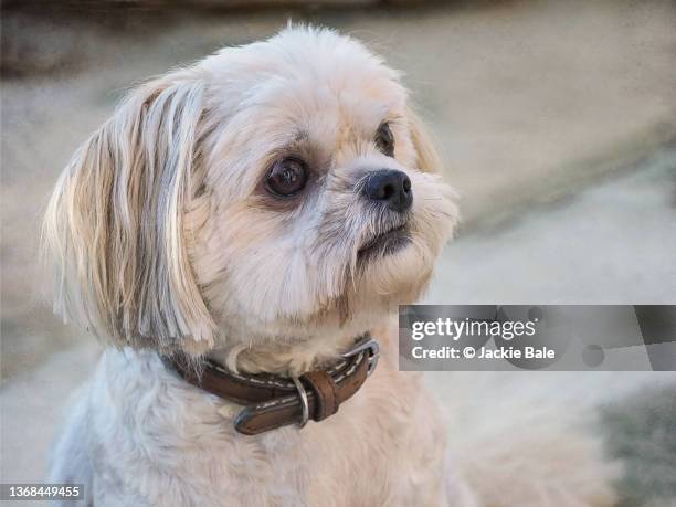 shih tzu dog portrait - shih tzu stock pictures, royalty-free photos & images