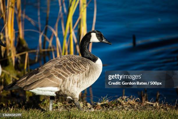 Goose Reed 47 Gordon Baths Stock Photos, High-Res Pictures, and Images - Getty Images