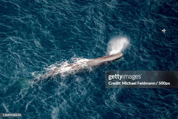 sperm whale,aerial view of boat in sea - ernstig bedreigde soorten stockfoto's en -beelden