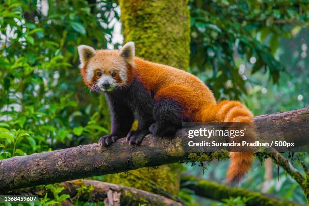 red panda,low angle view of bear on tree - 野生生物 ストックフォトと画像