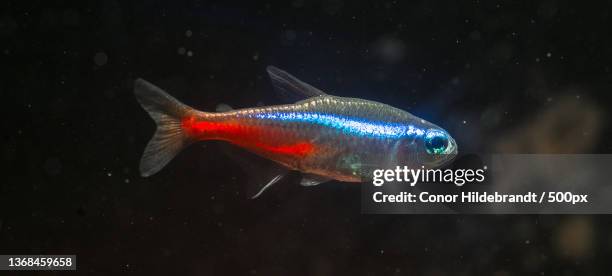 neon tetra,close-up of fish swimming in aquarium,edmonton,alberta,canada - tetra images stock pictures, royalty-free photos & images