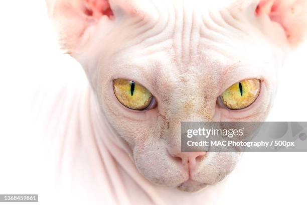 close-up portrait of cat against white background,harvington,united kingdom,uk - sphynx kitten stock pictures, royalty-free photos & images