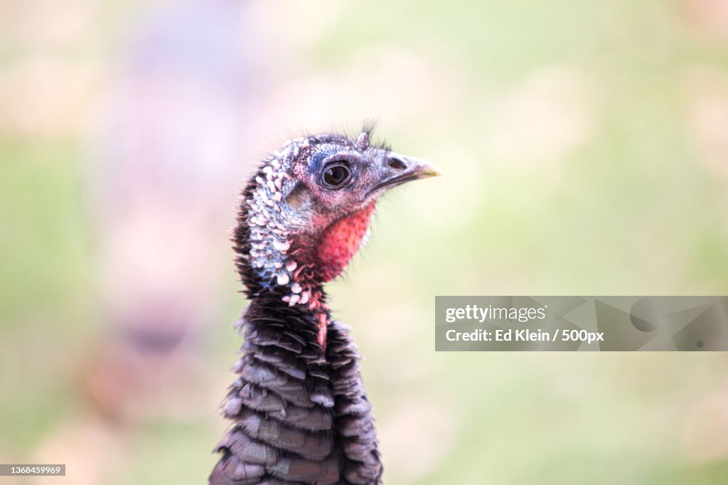 Wild turkey at my front door