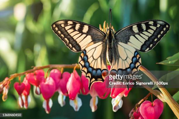 close-up of butterfly pollinating on pink flower - old world swallowtail stock pictures, royalty-free photos & images
