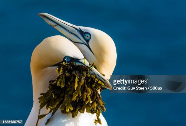 intimacy between northern gannets,helgoland,close-up of gannet,germany - gannet 個照片及圖片檔