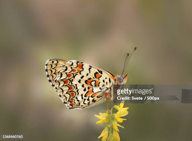 knapweed fritillary,close-up of butterfly pollinating on flower - papillon fritillaire photos et images de collection