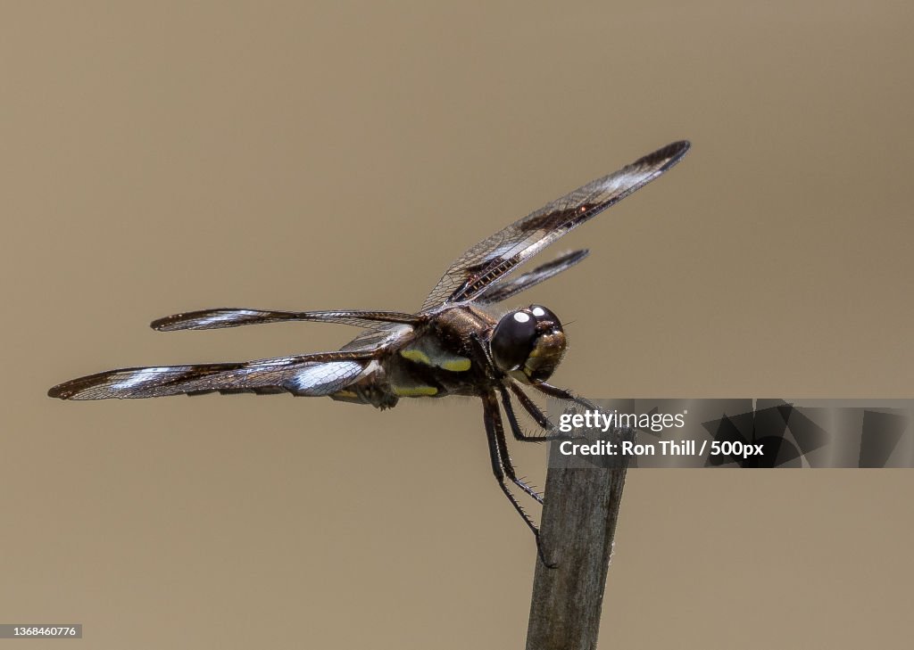 Twelve-spotted Skimmer Libellula pulchella,Close-up of dragonfly on twig,Charlo,Montana,United States,USA