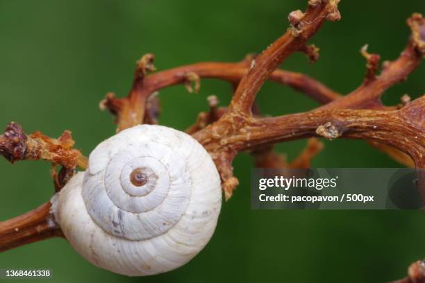 3,568 A Spiral Shell Of A Snail Stock Photos, High-Res Pictures, and Images  - Getty Images