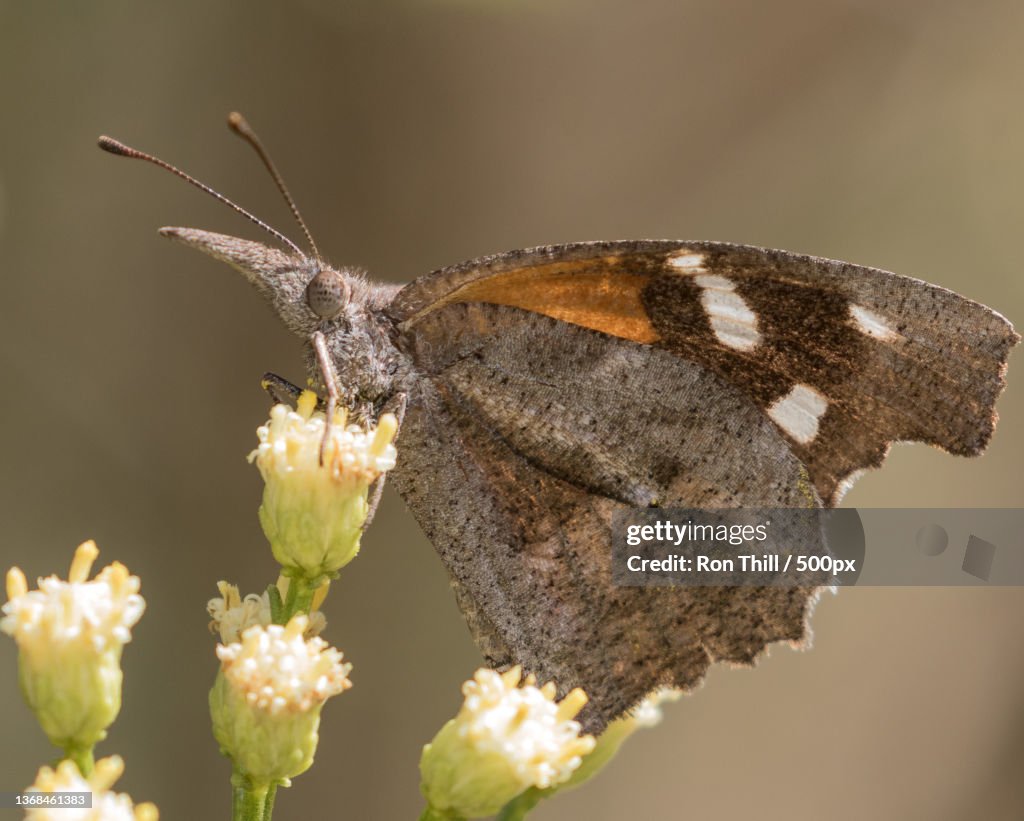 American Snout Libytheana carinenta,Close-up of butterfly pollinating on flower,Huachuca City,Arizona,United States,USA