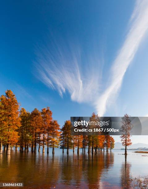 trees by lake against sky during autumn - bald cypress tree stock pictures, royalty-free photos & images