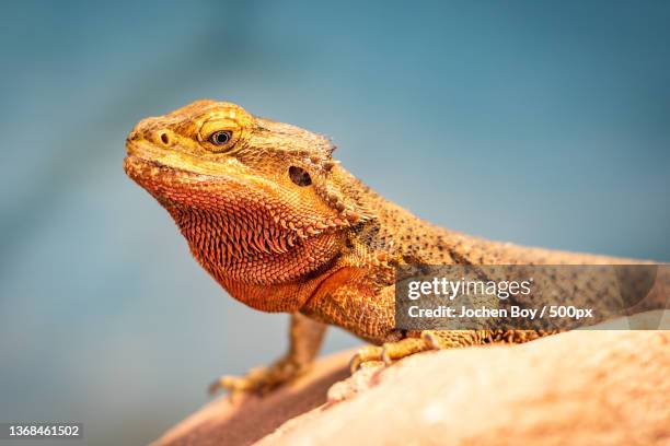 thats my spot,close-up of iguana on rock,darmstadt,hessen,germany - bearded dragon stock pictures, royalty-free photos & images