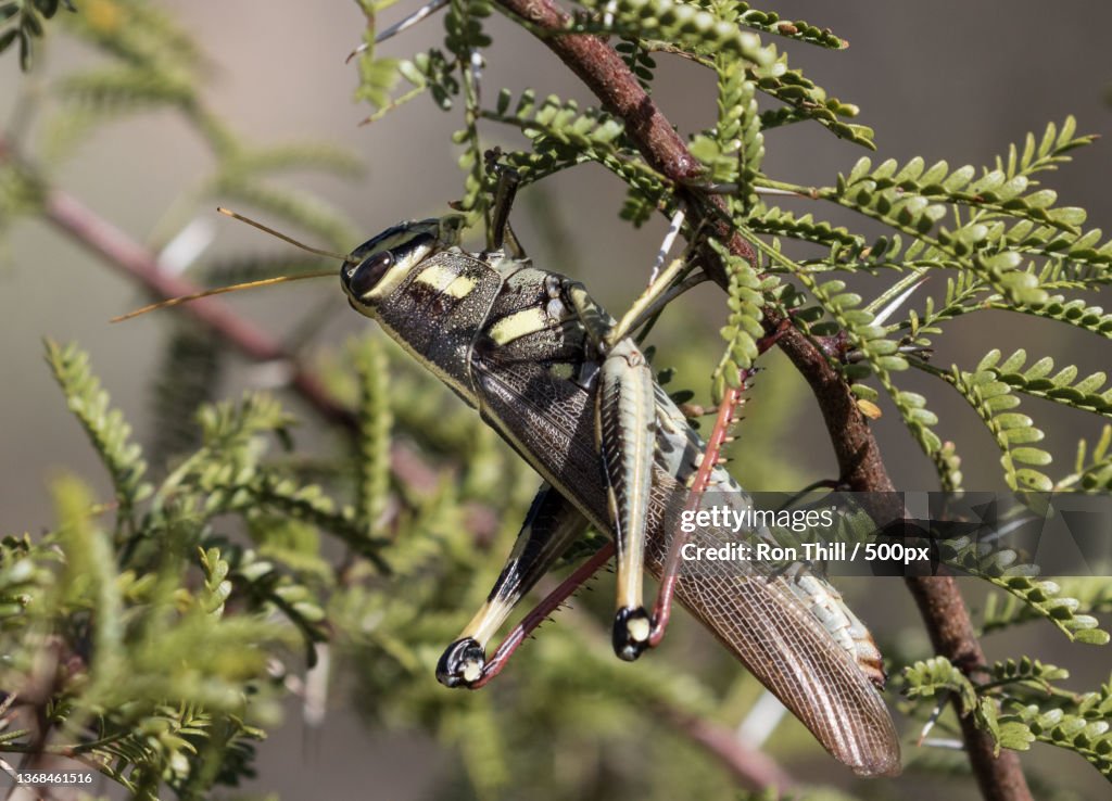 White-lined Bird Grasshopper Schistocerca albolineata,Close-up of insect on plant,Sierra Vista,Arizona,United States,USA