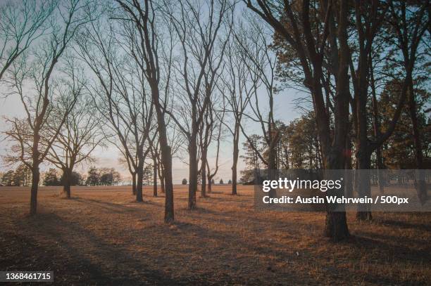 morning in the forest,trees on field against sky,lincoln,nebraska,united states,usa - lincoln nebraska bildbanksfoton och bilder