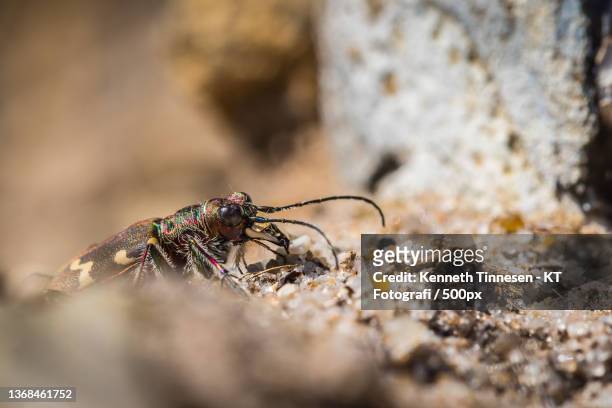 tigerbeetle,cicindela hybrida,close-up of insect on rock - fotografi ストックフォトと画像