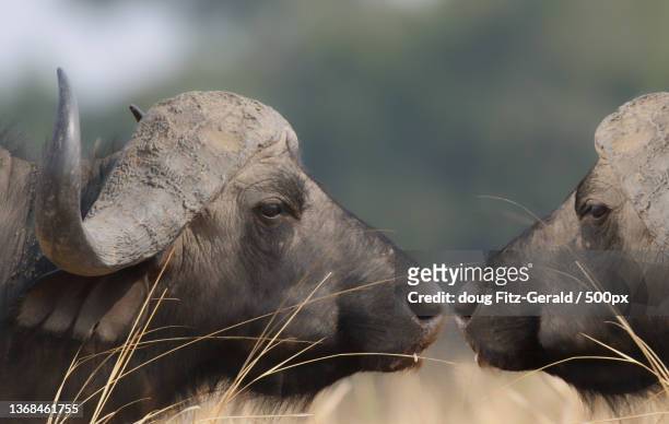 nose to nose,close-up of rhinoceros,luangwa,lusaka,zambia - an ox stockfoto's en -beelden