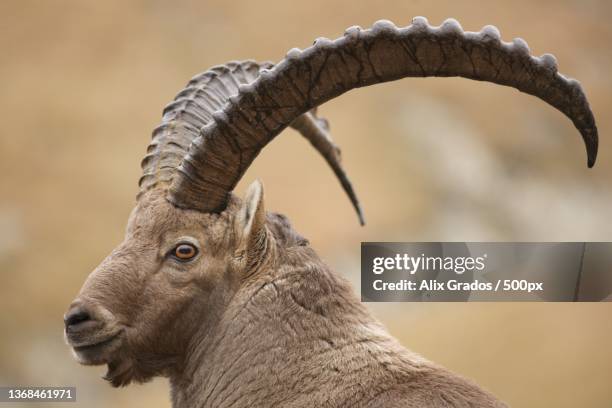 roi de la montagne,close-up of ibex - ibex fotografías e imágenes de stock