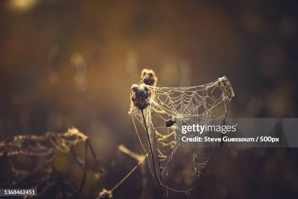 first light,close-up of spider on web - steve guessoum stock-fotos und bilder