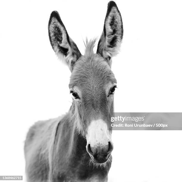 donkey from a different angle,close-up portrait of deer against white background,hill county,texas,united states,usa - donkey stock pictures, royalty-free photos & images