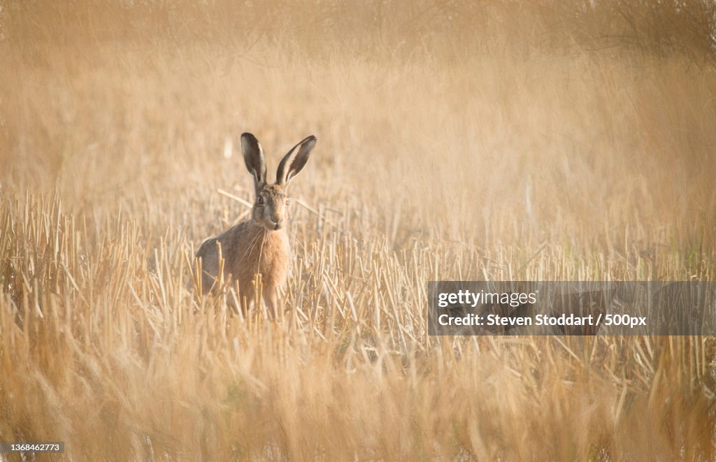 Whos There,Portrait of deer standing on grassy field